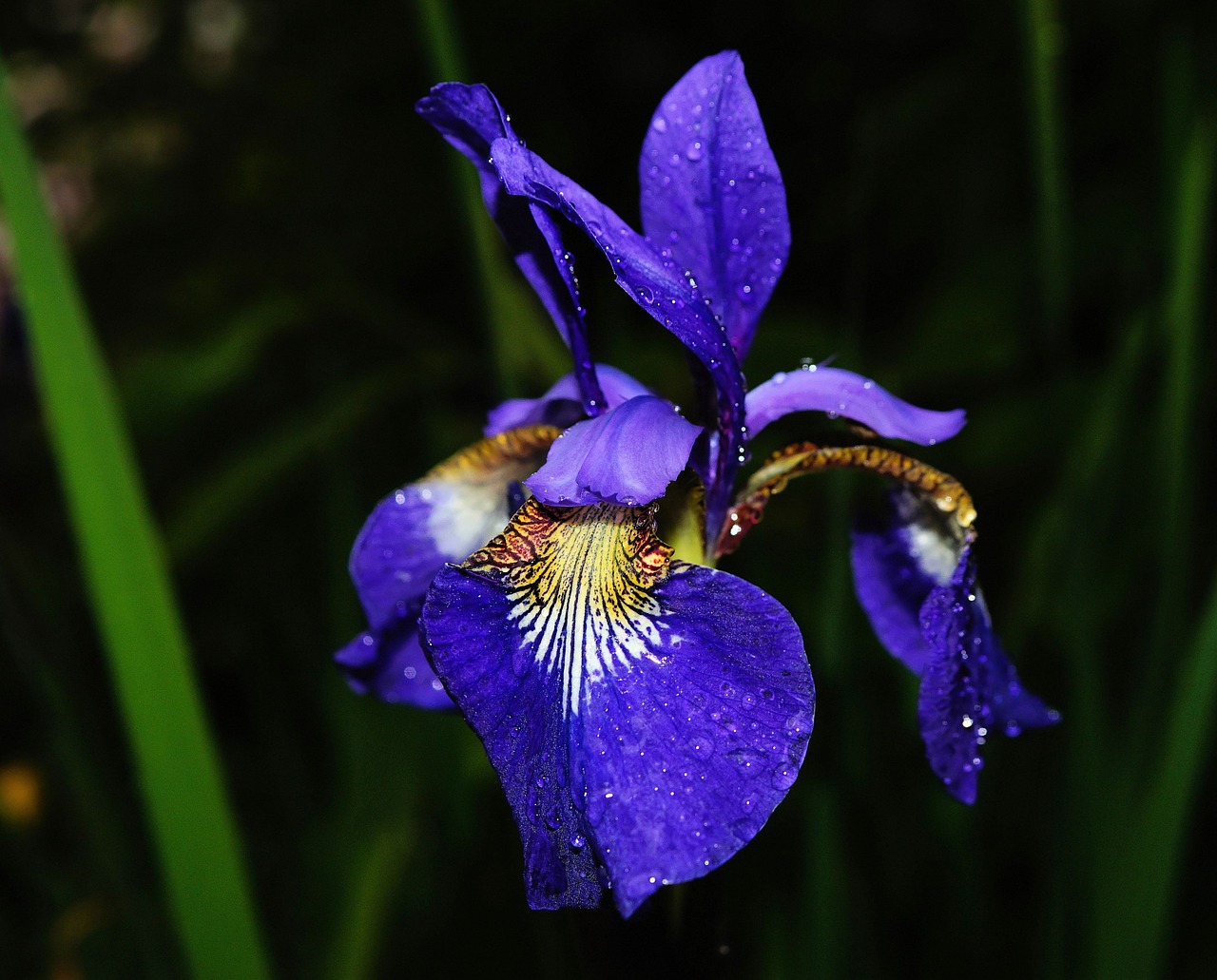 flower iris blue free photo