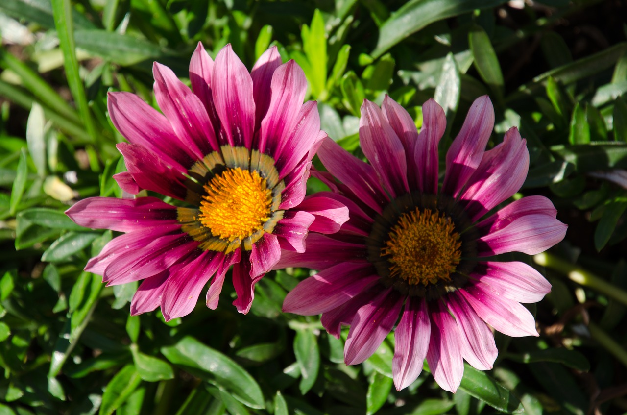 flower  green  nature free photo