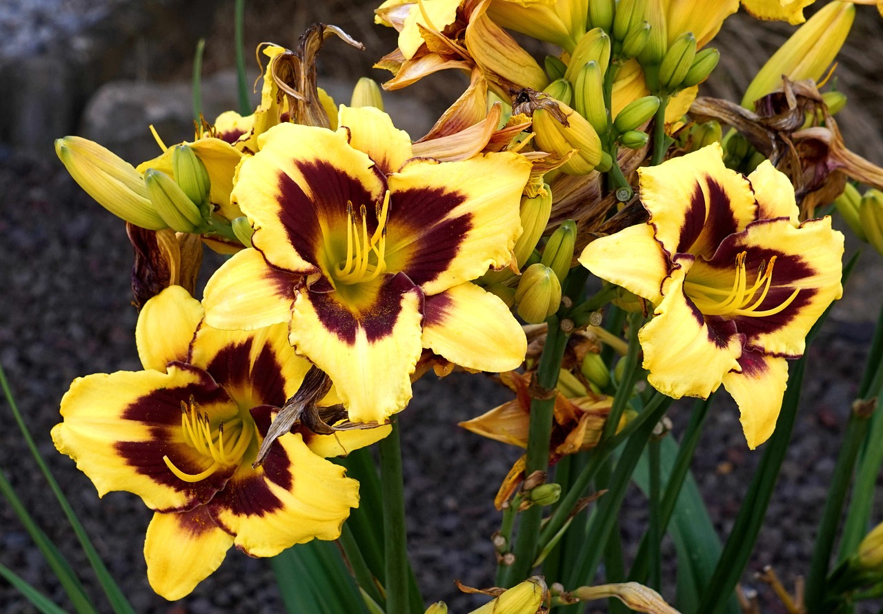 flower  yellow  nature free photo