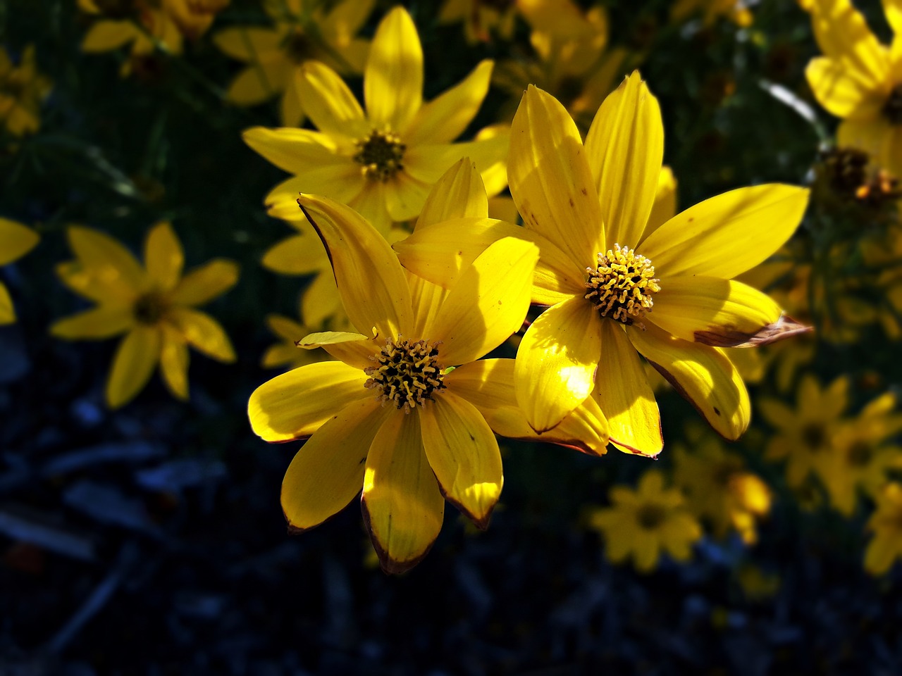 flower  nature  summer free photo