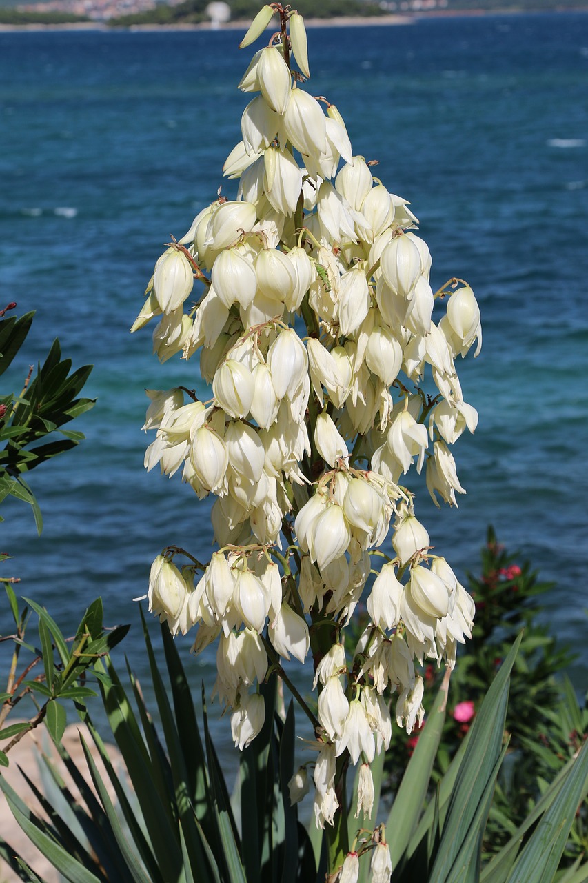 flower  white  bloom free photo