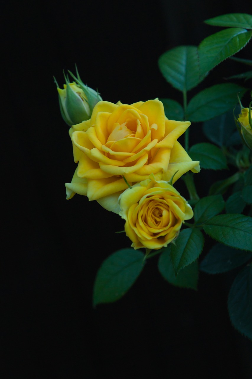 flower  rose  yellow free photo