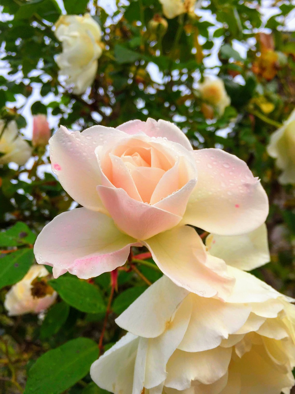 flower  rose  dew free photo