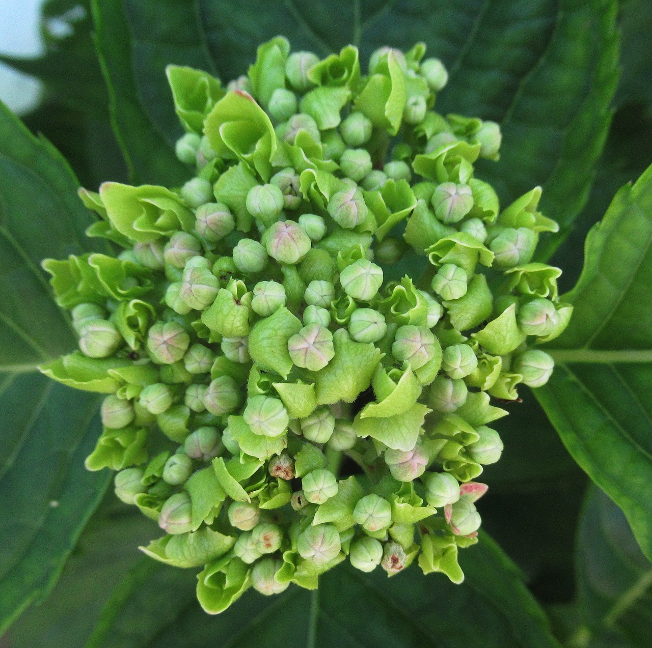 flower  flower buds  nature free photo