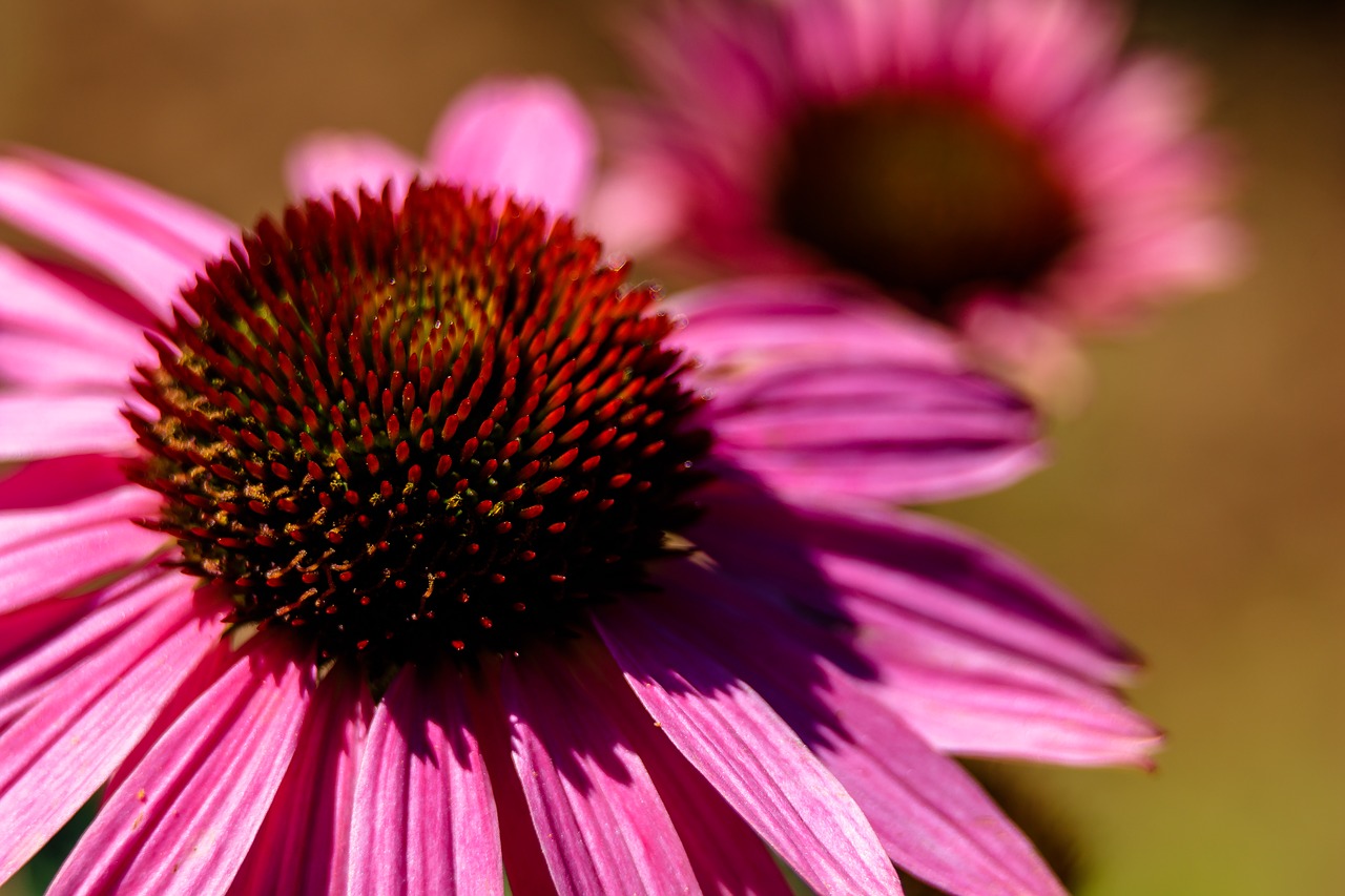 flower  blossom  bloom free photo