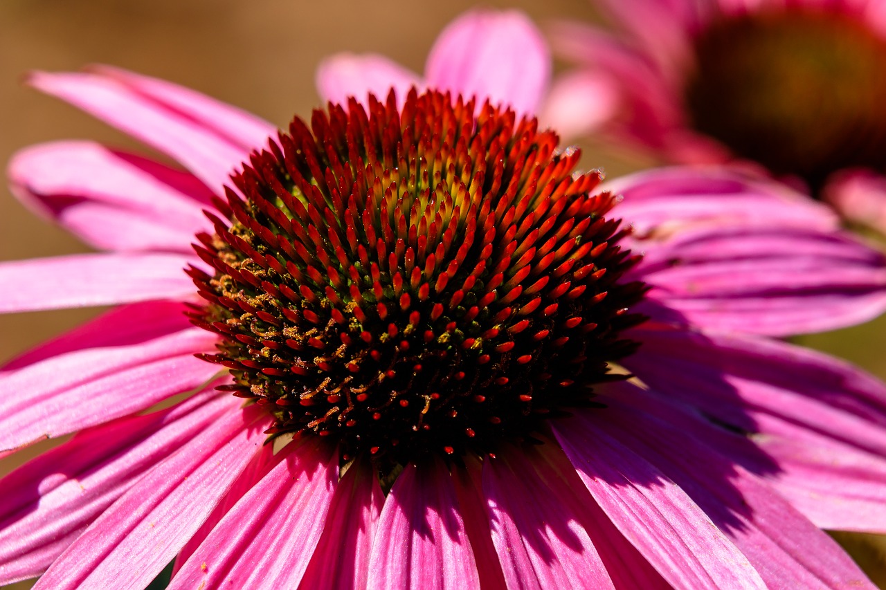 flower  blossom  bloom free photo