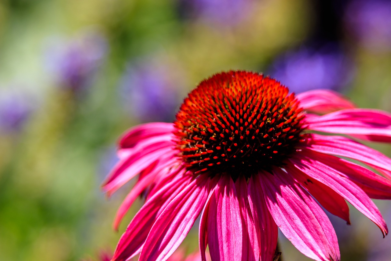 flower  blossom  bloom free photo