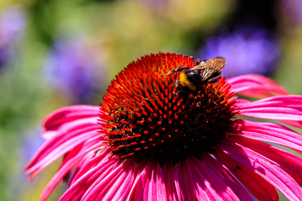 flower  blossom  bloom free photo