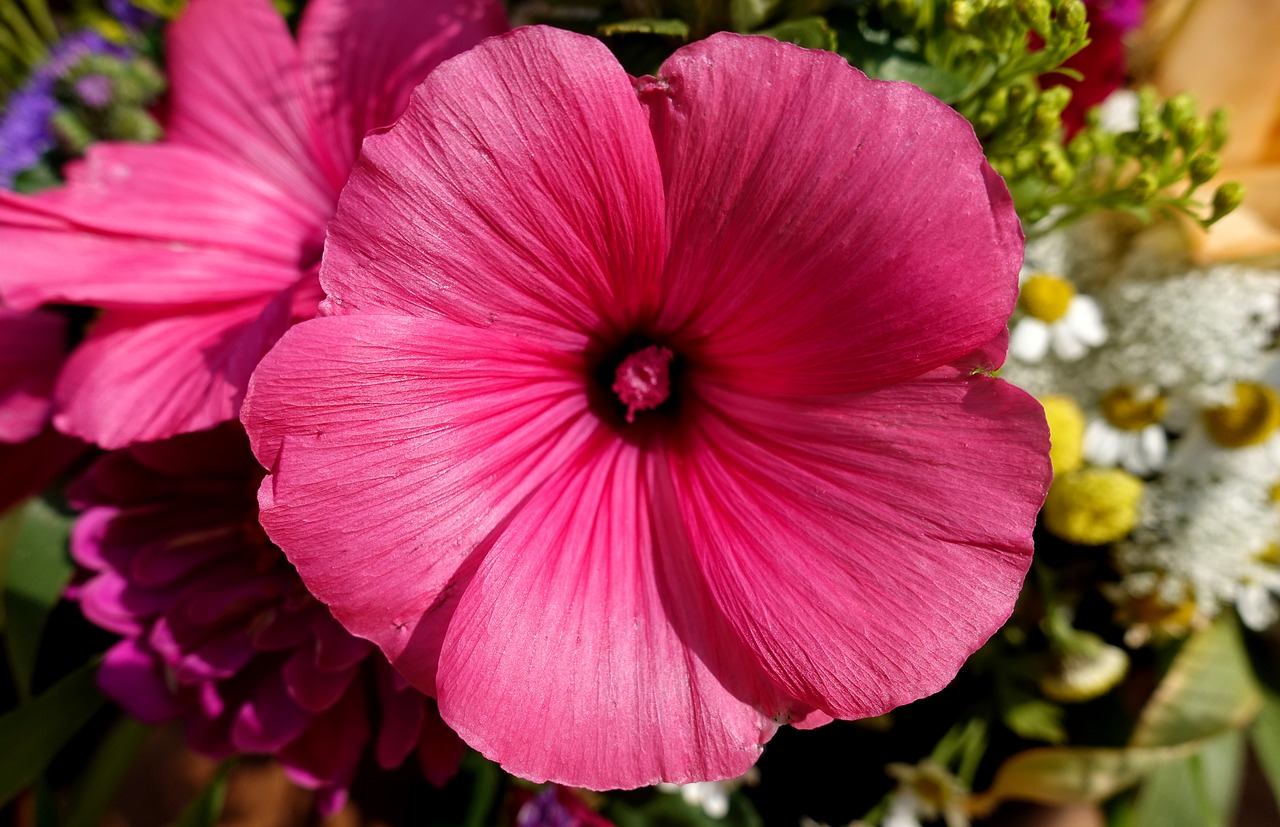 flower  pink  summer free photo