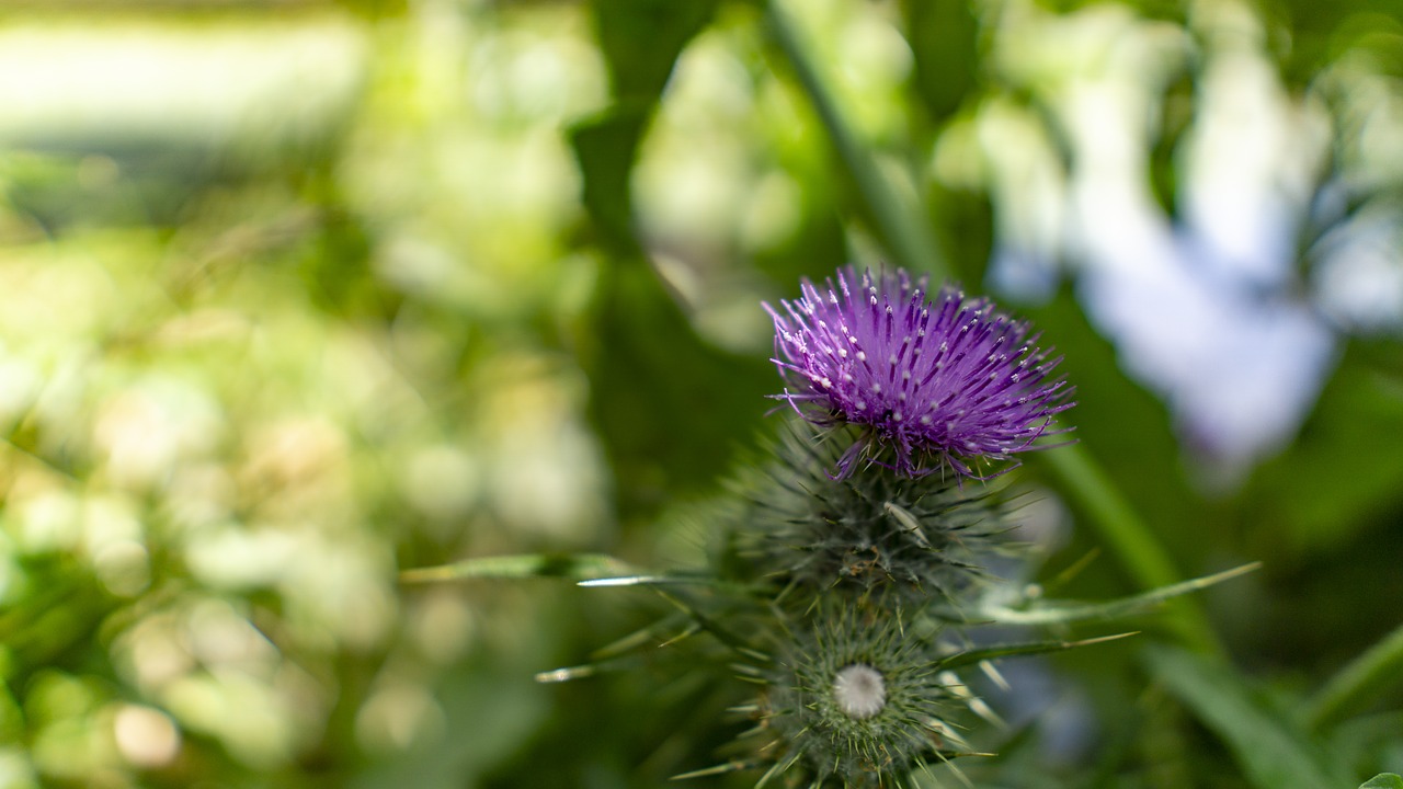 flower  nature  bud free photo