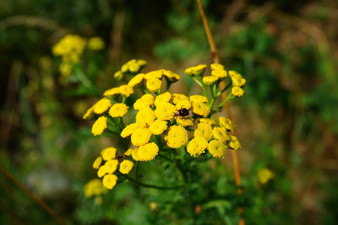 flower  yellow  blossom free photo