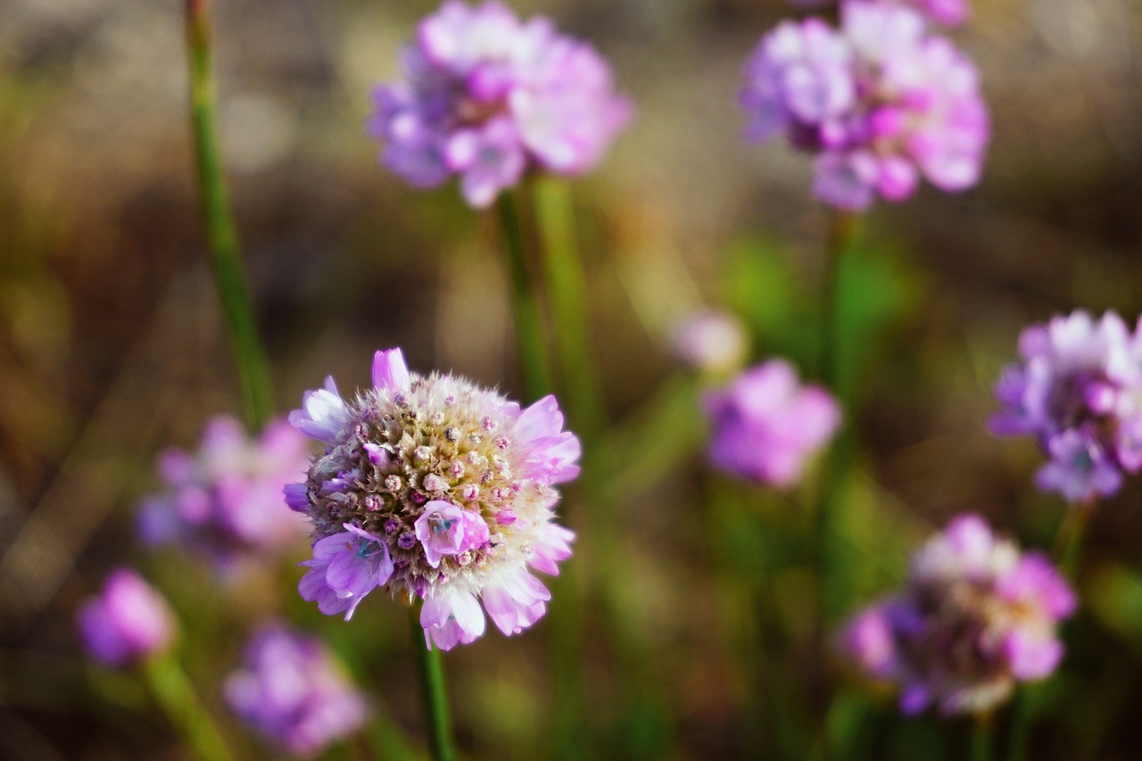 flower  morning light  nature free photo