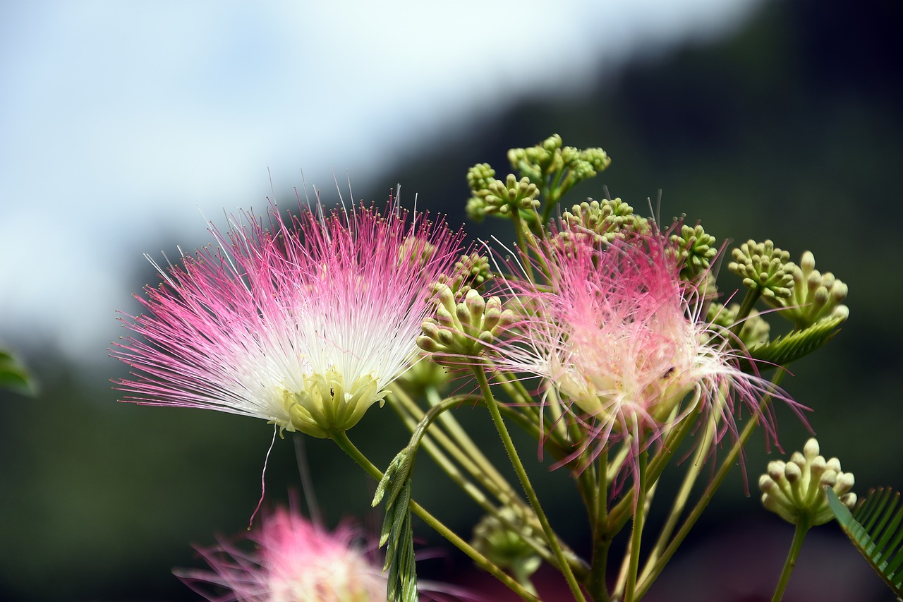 flower  summer  spring free photo