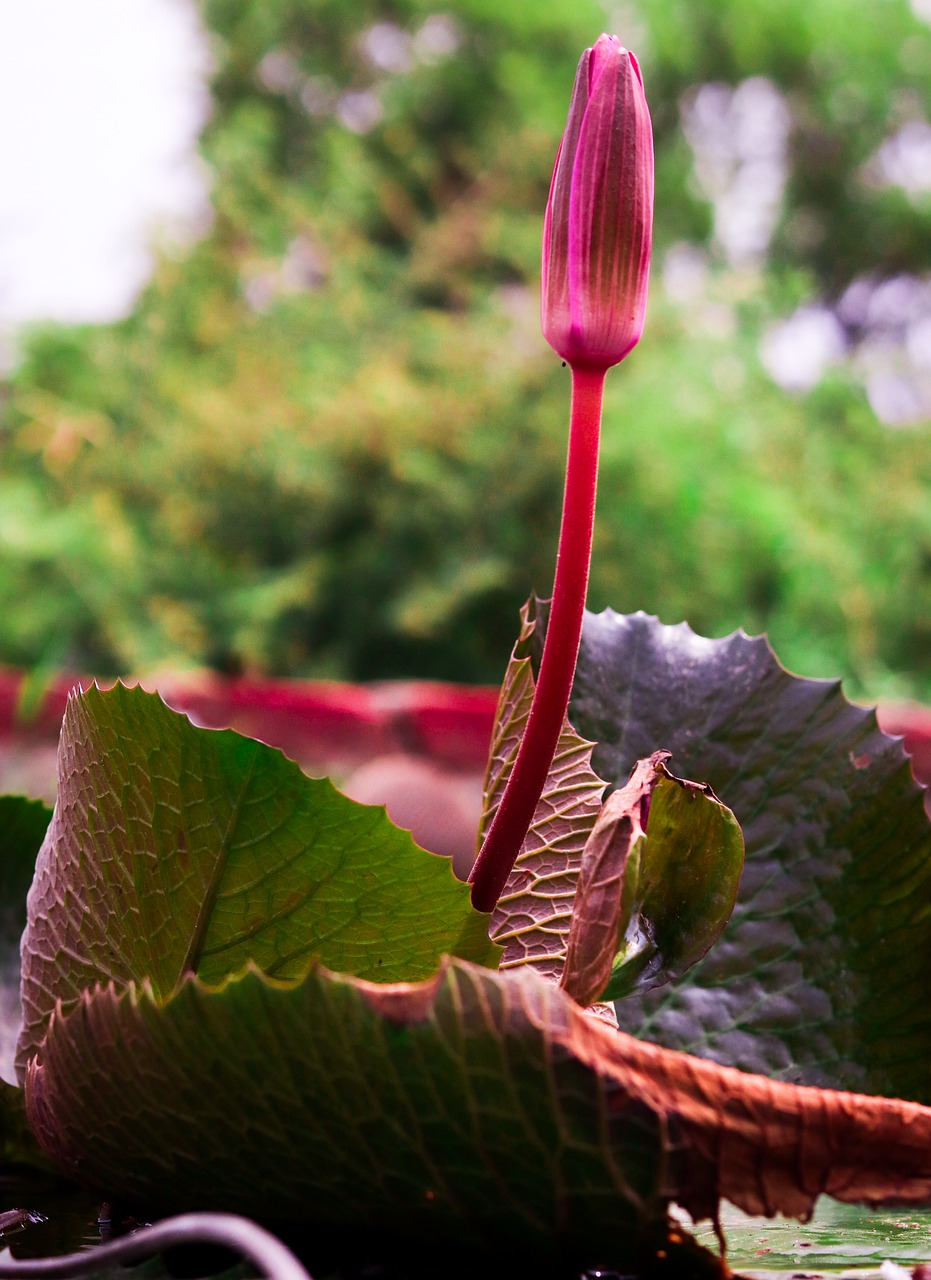 flower  pink and green  water plant free photo