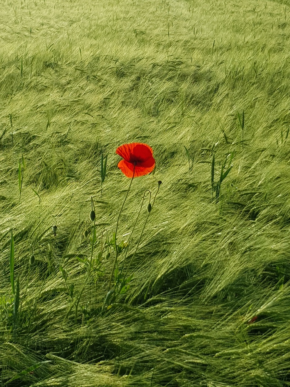 flower  poppy  cornfield free photo