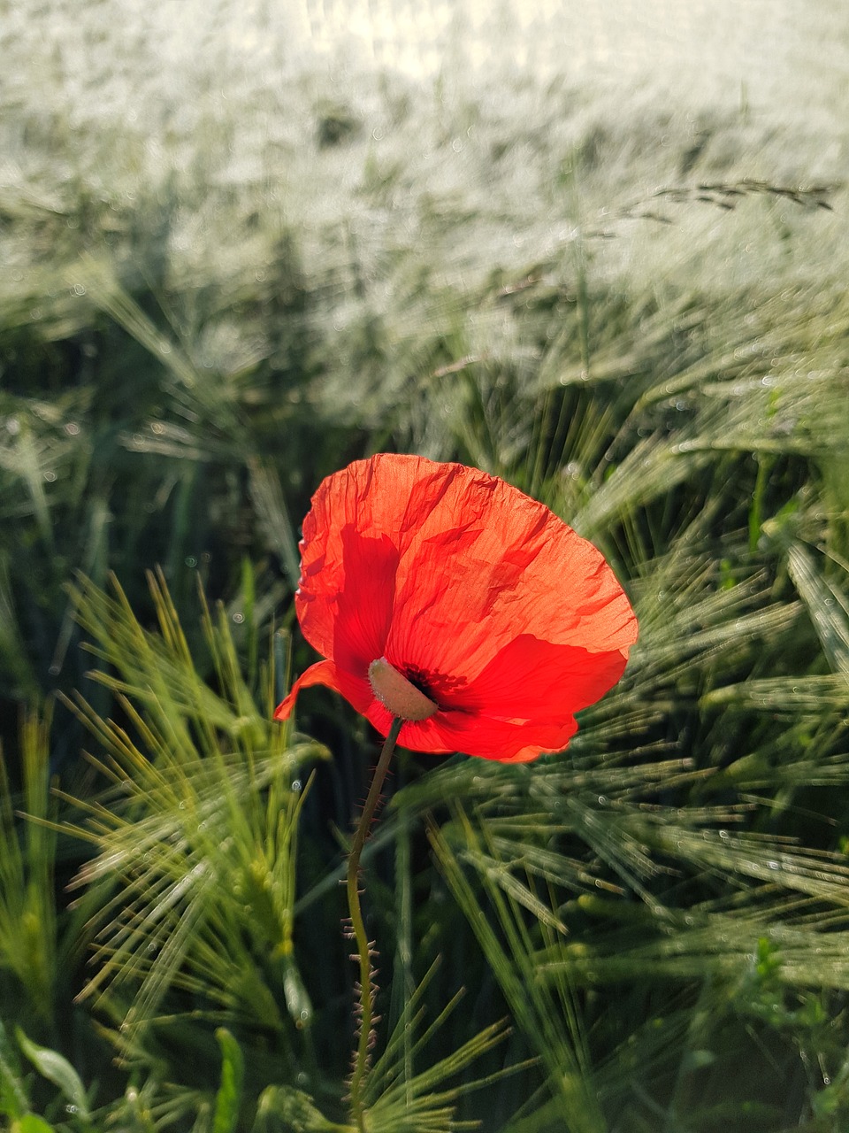 flower  poppy  cornfield free photo