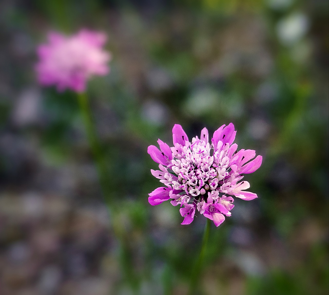 flower  nature  petals free photo