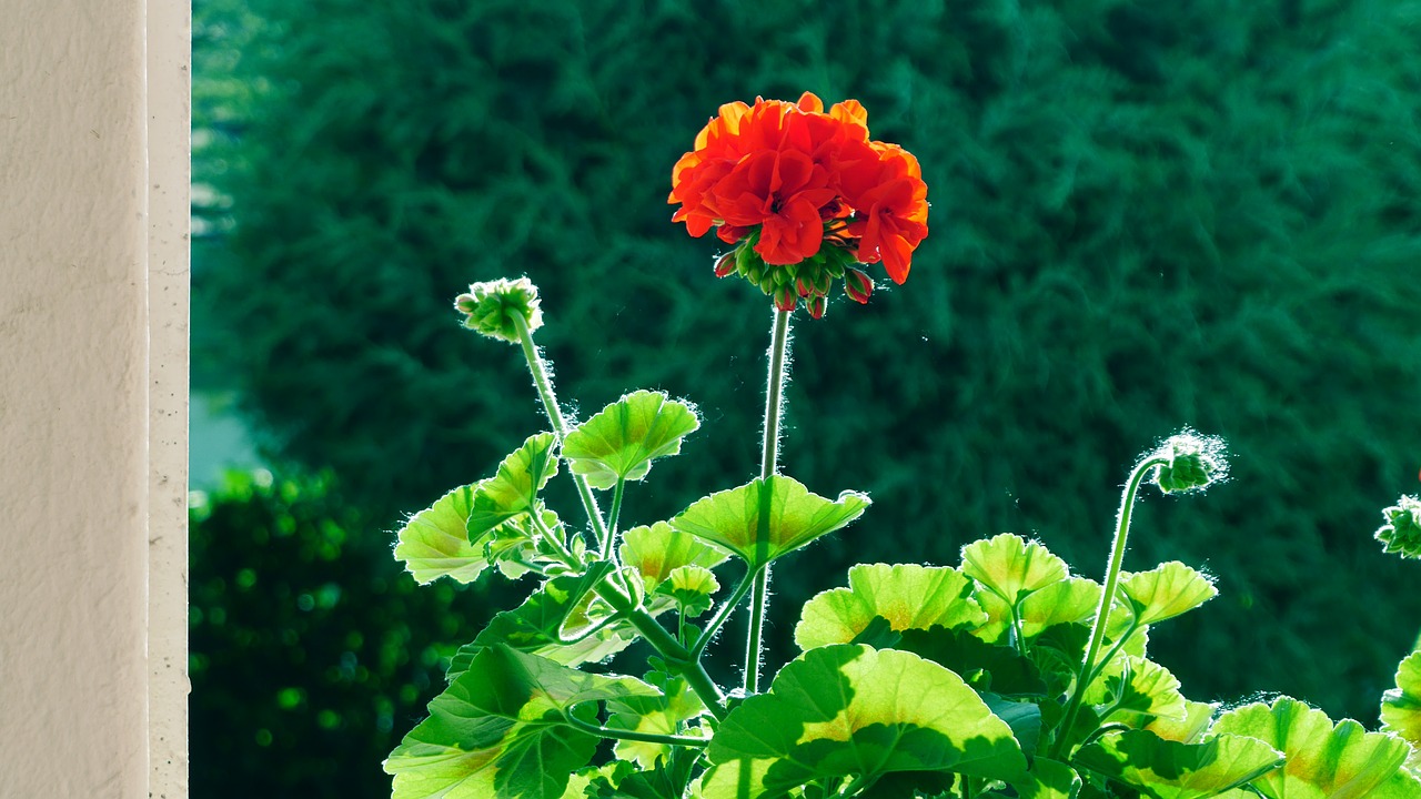 flower geranium in the morning free photo