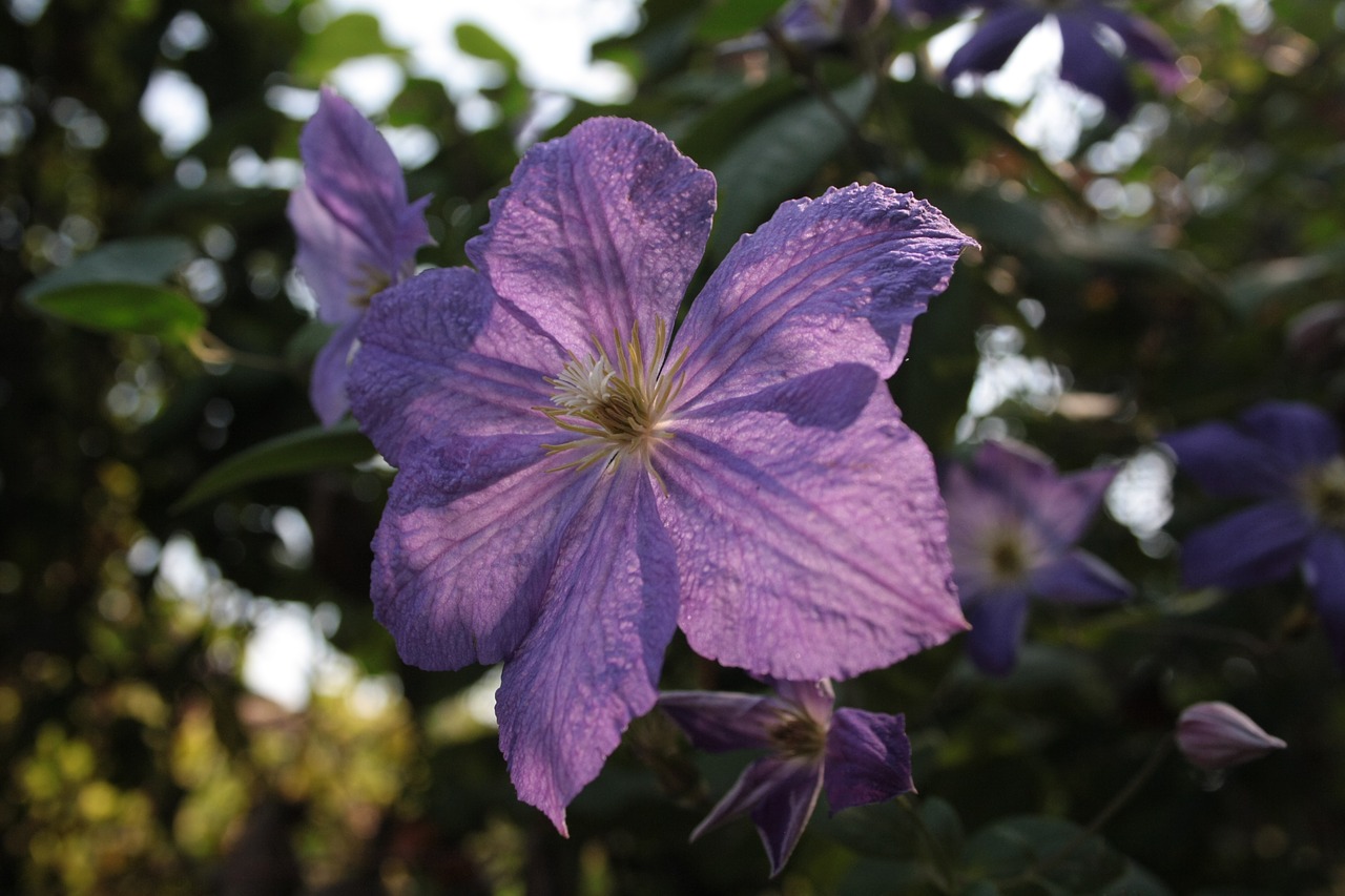 flower  violet  nature free photo