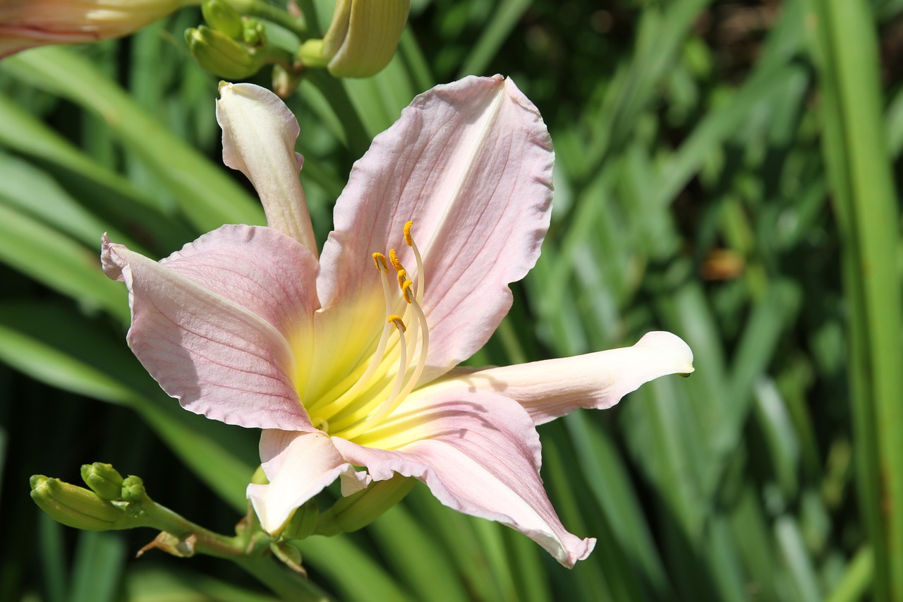 flower  pink  yellow free photo