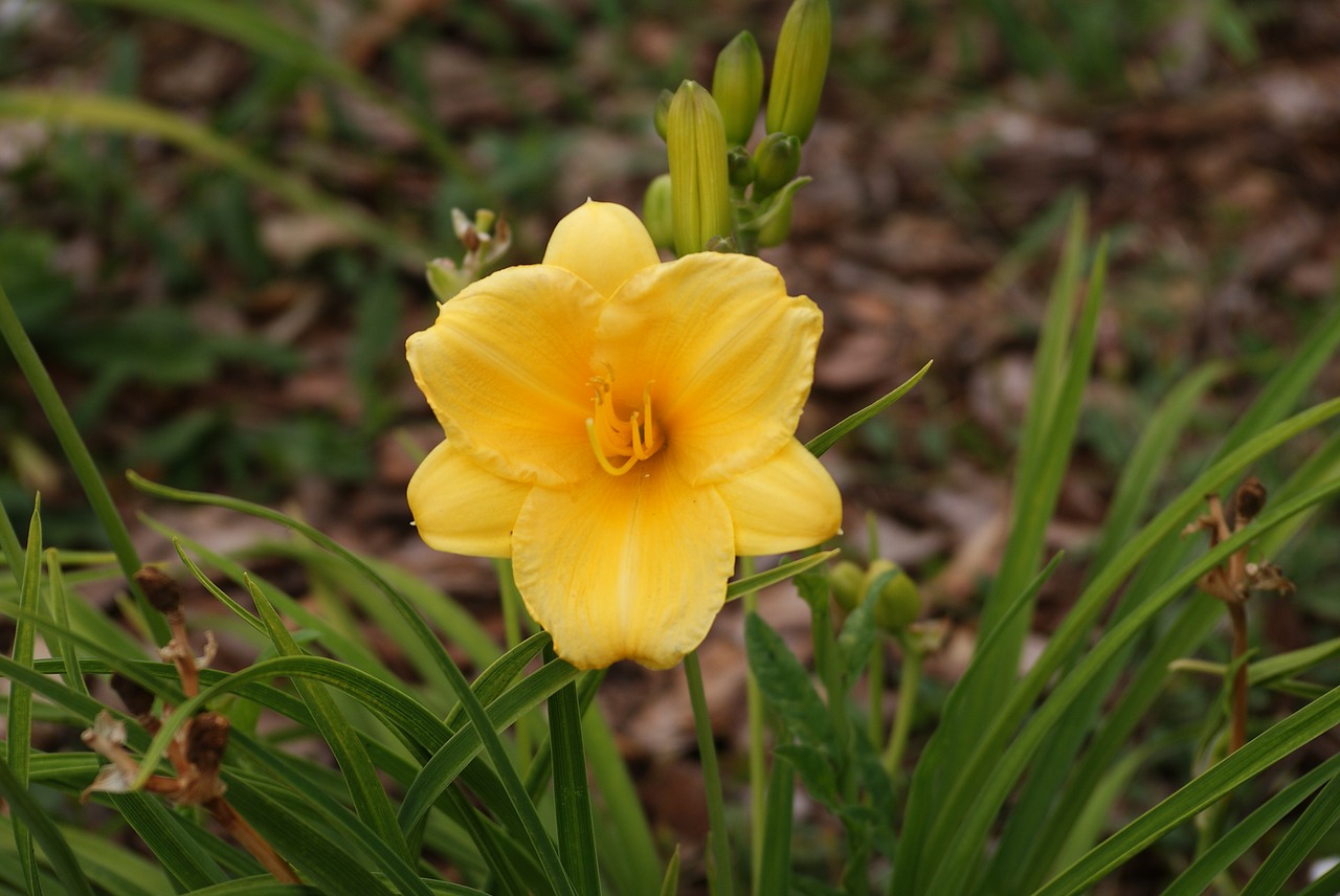 flower  yellow  nature free photo