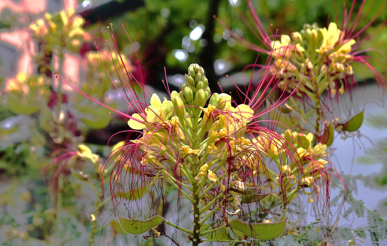 flower  garden  plant free photo