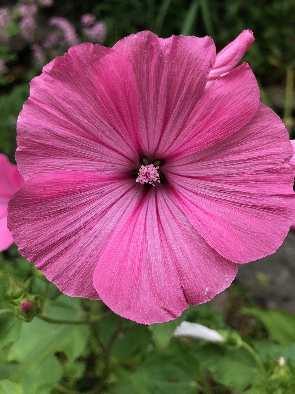 flower  pink  nature free photo