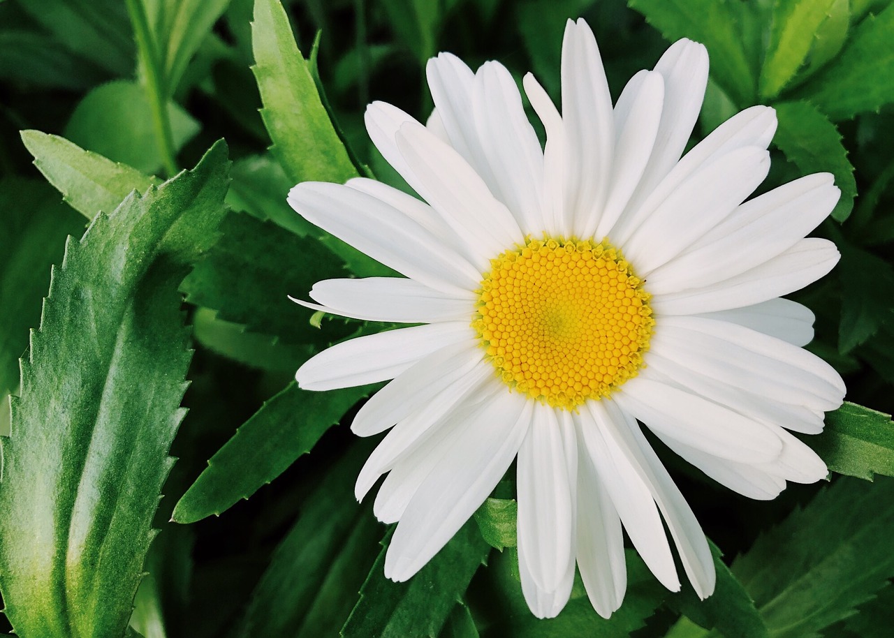 flower  white  daisy free photo