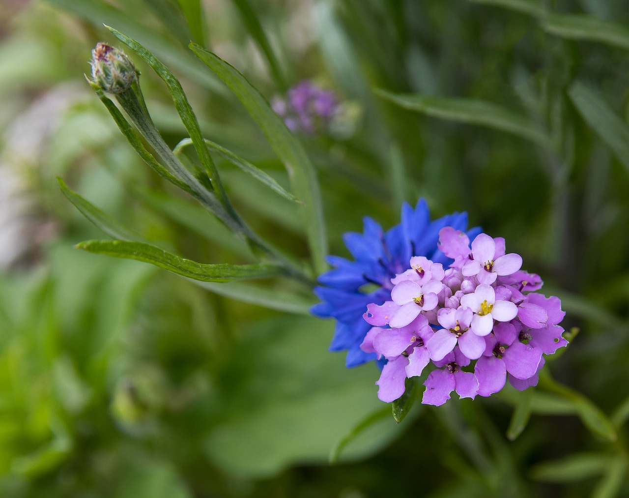 flower  cornflower  blossom free photo