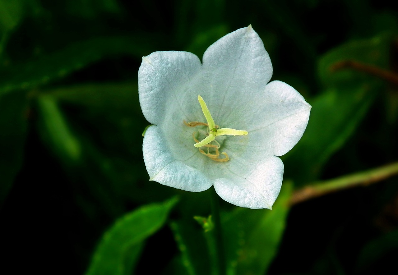 flower  rozwar  white free photo