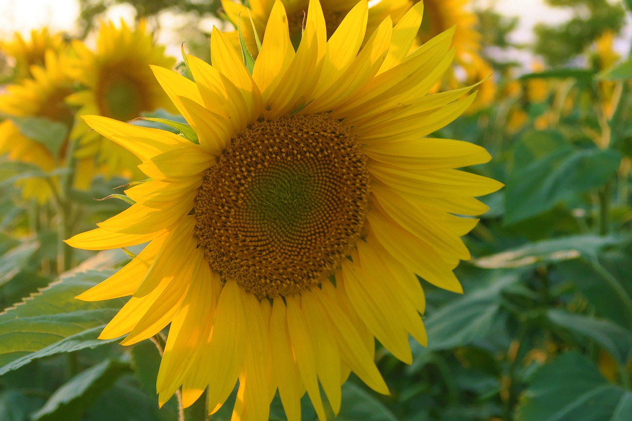 flower  plant  nature free photo