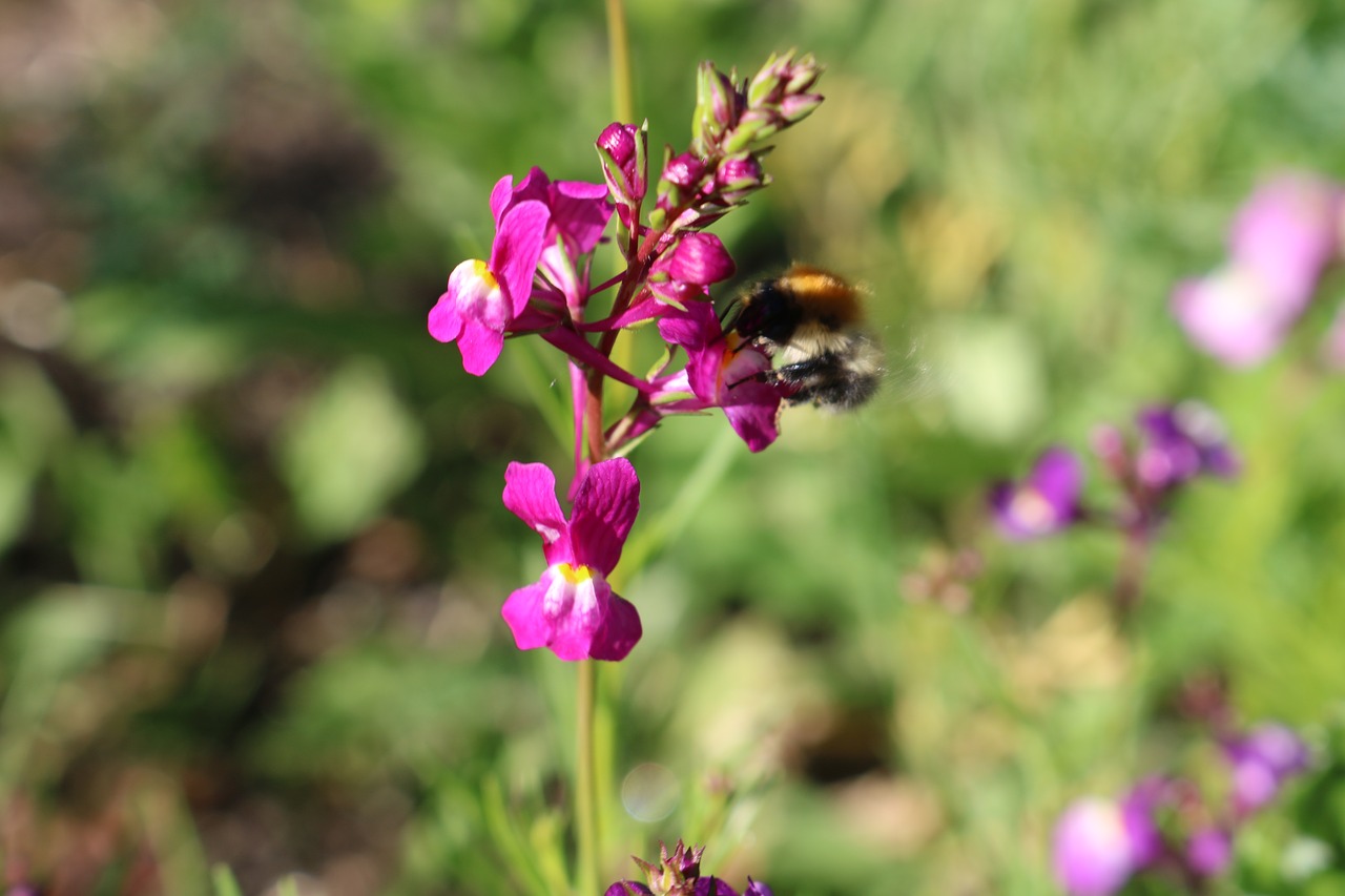 flower  bee  sun free photo