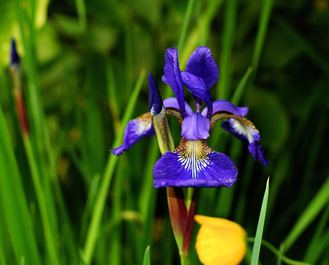 flower iris blue free photo