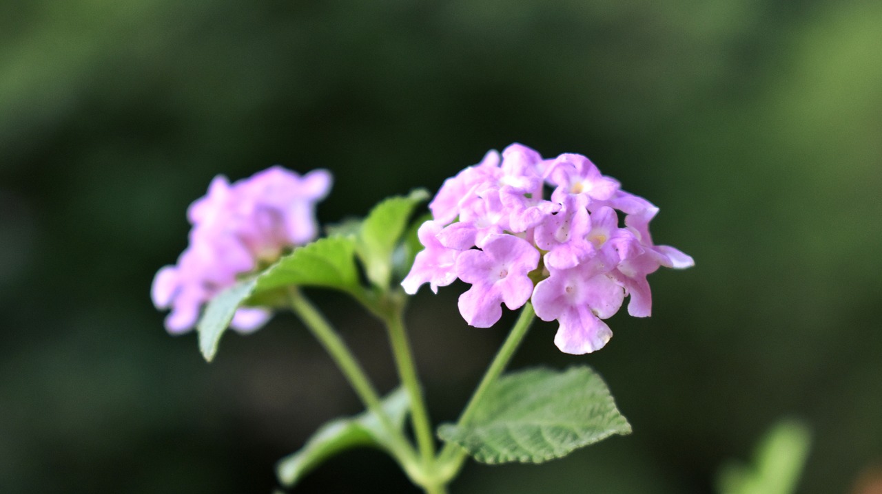 flower  plant  nature free photo