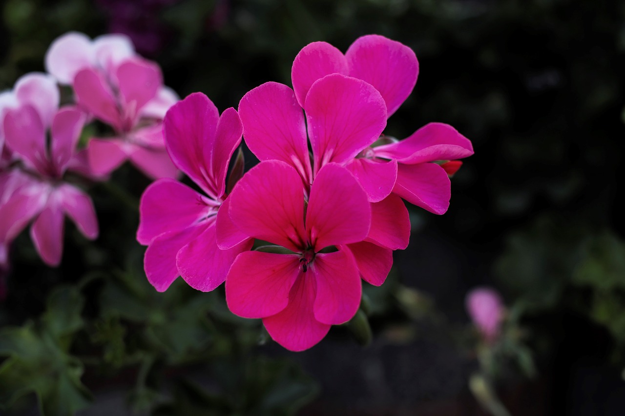 flower  pink  petal free photo