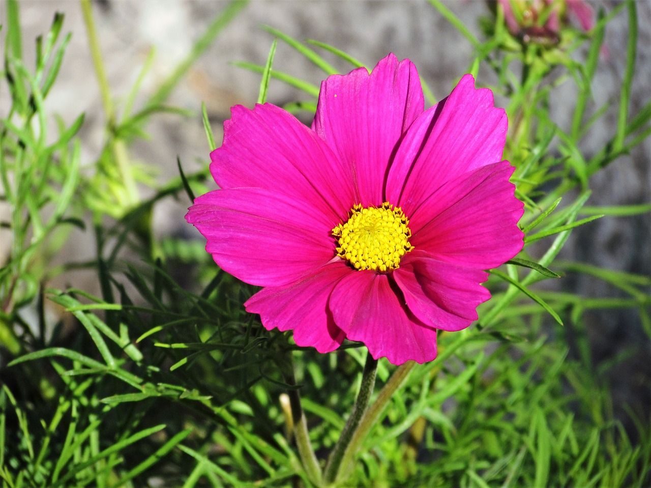 flower  floral  pink free photo