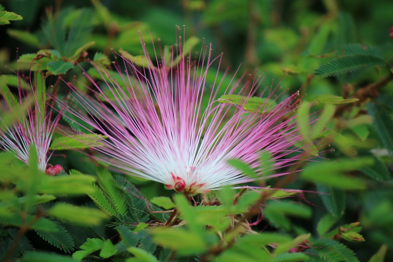 flower  pink  nature free photo