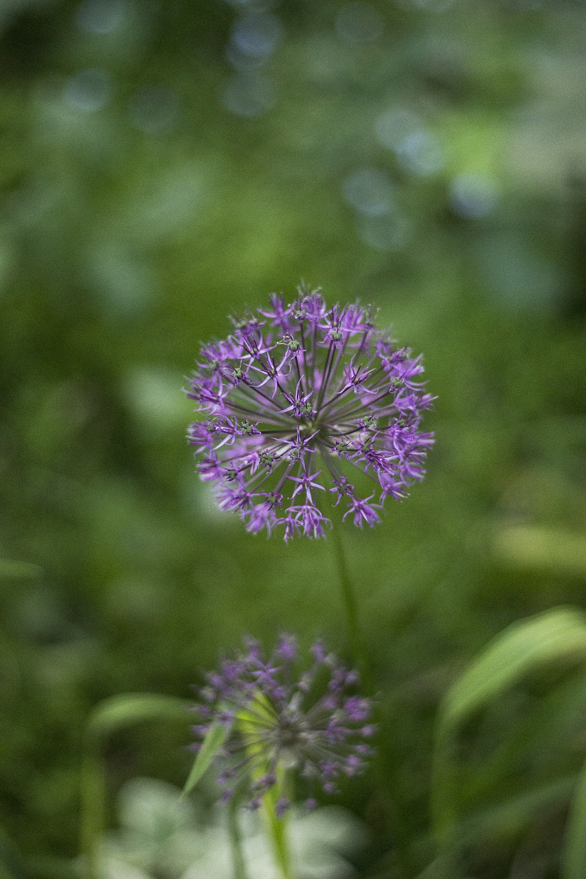 flower  summer  flora free photo