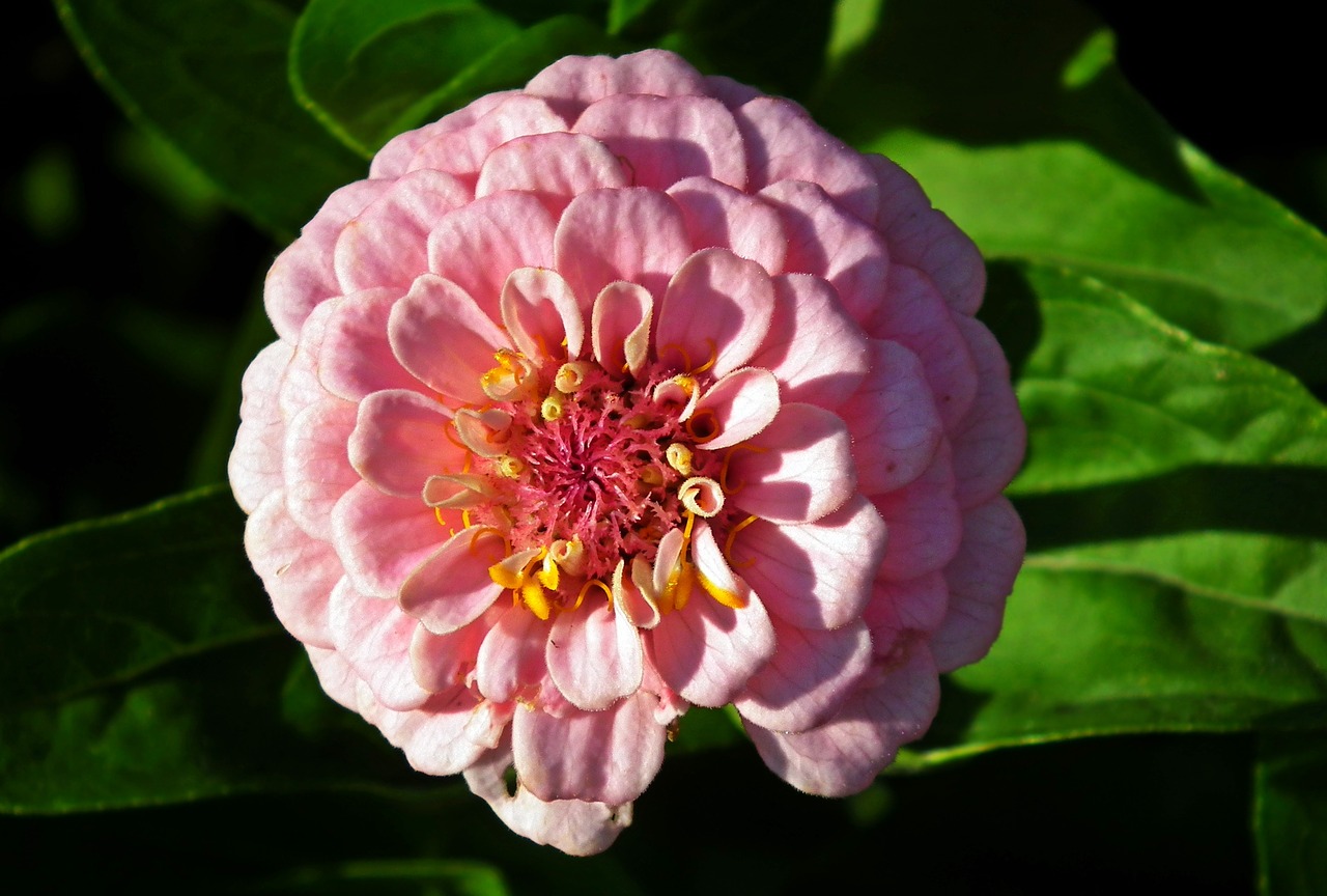 flower  zinnia  summer free photo