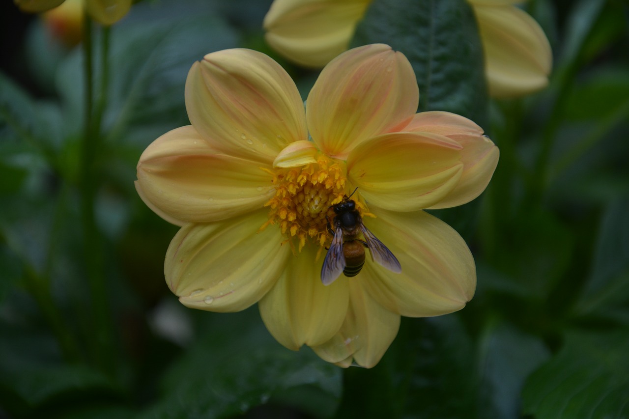 flower  bee  pollen free photo