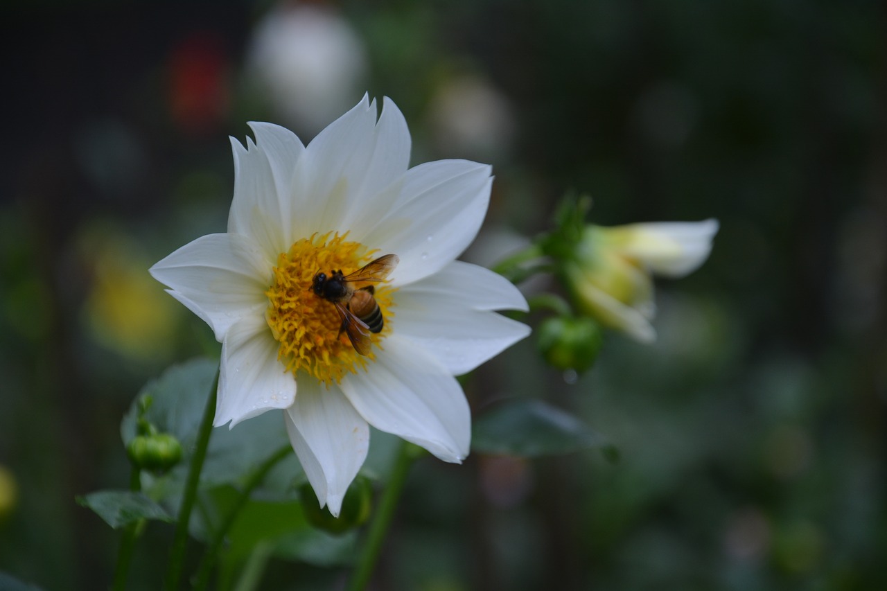 flower  bee  pollen free photo