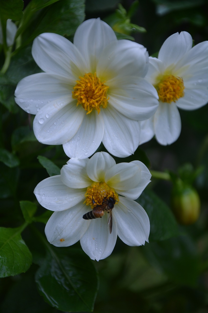 flower  bee  pollen free photo