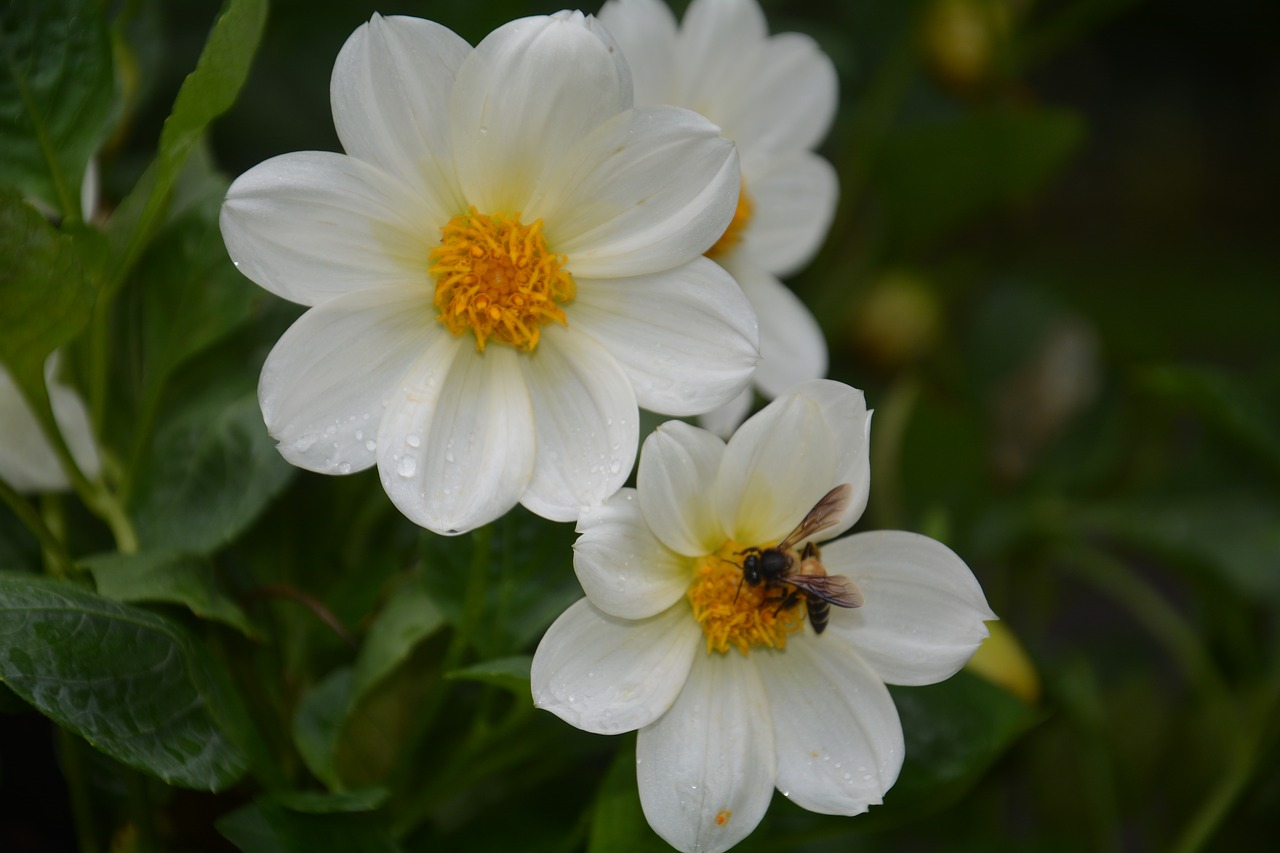 flower  bee  pollen free photo