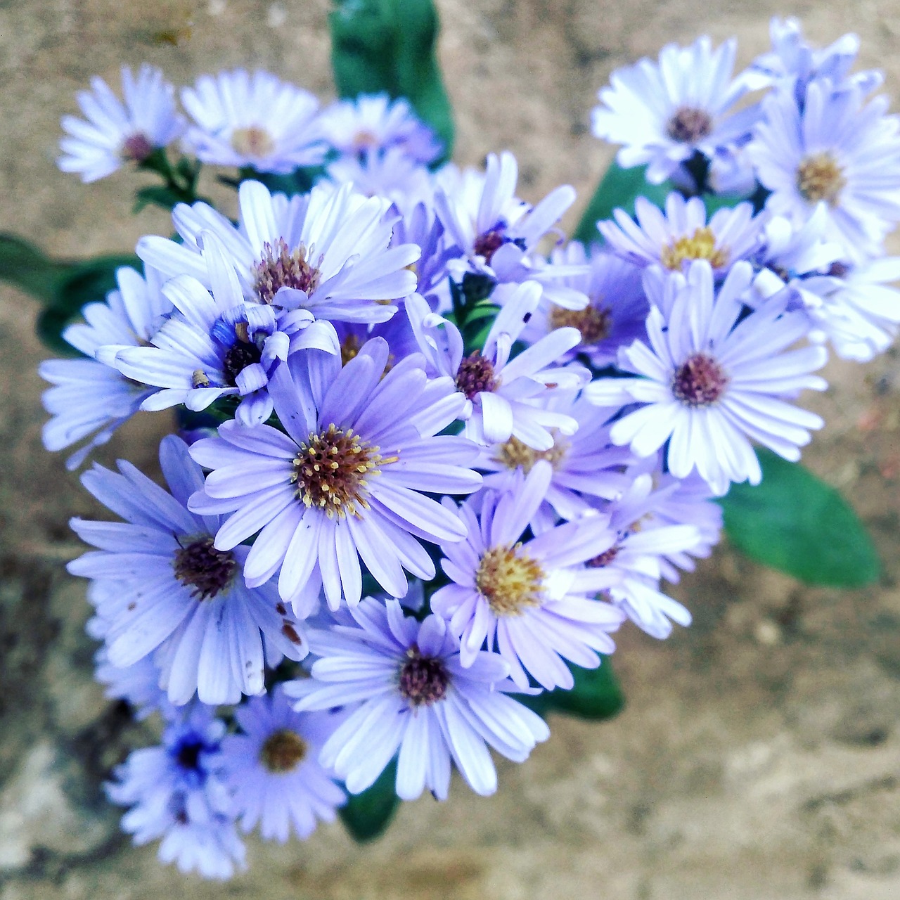 flower  white  small free photo