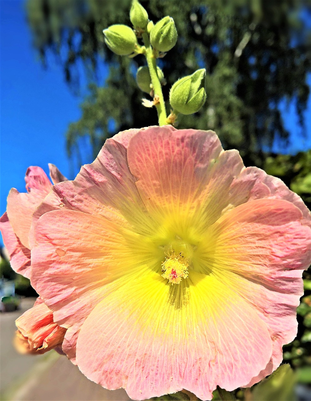 flower  stock rose  common peony free photo