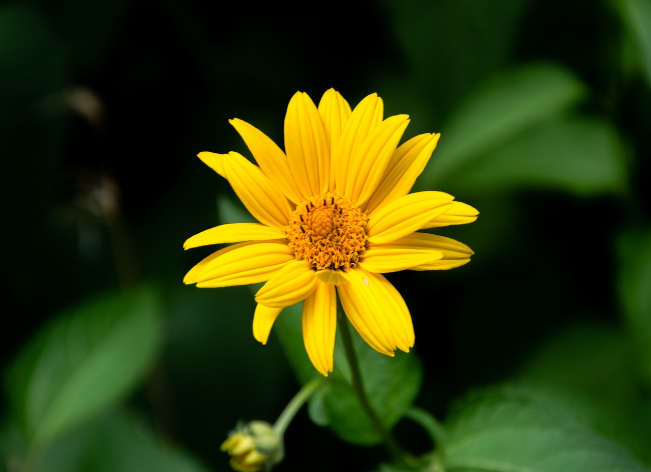 flower  plant  nature free photo