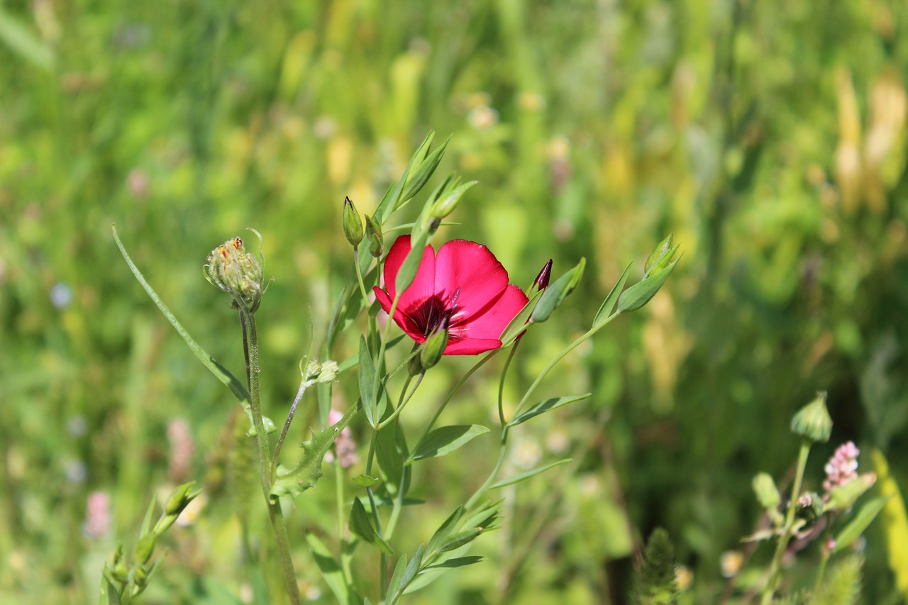 flower  plant  garden free photo