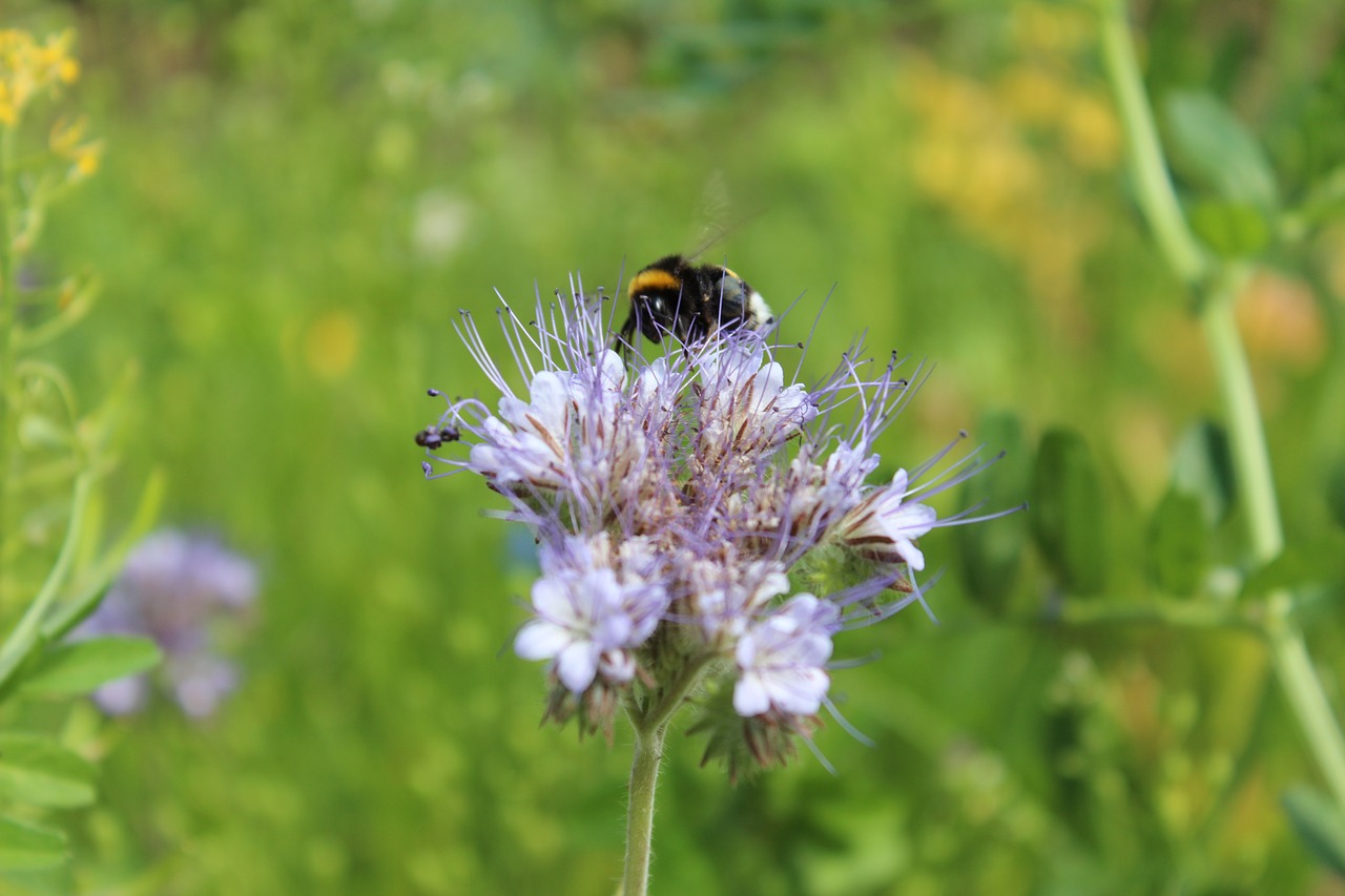 flower  plant  garden free photo