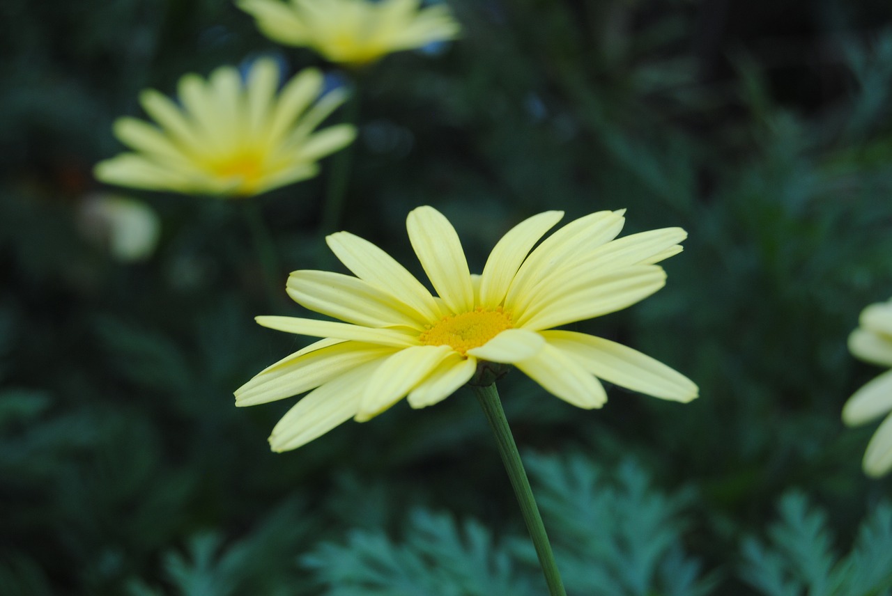 flower  yellow  plant free photo