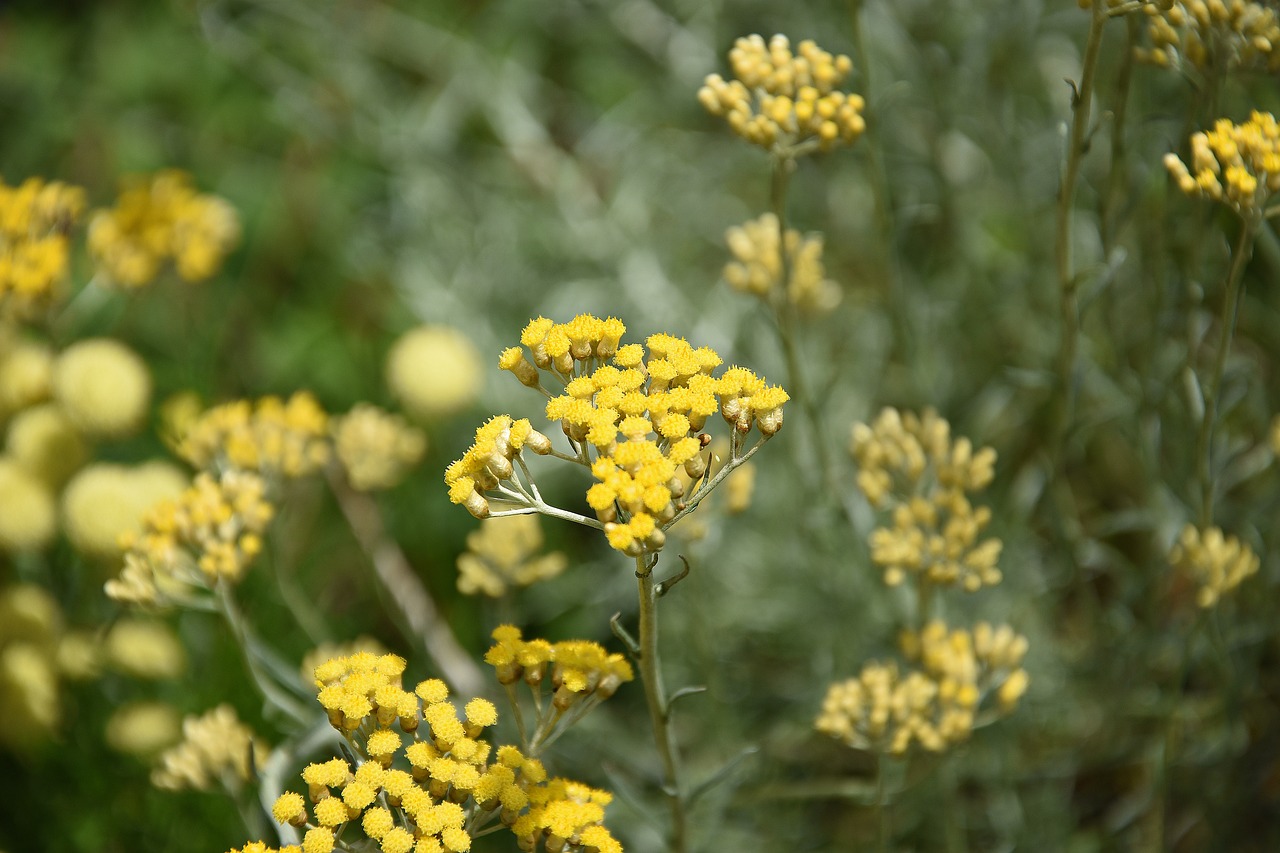 flower  yellow  blossom free photo